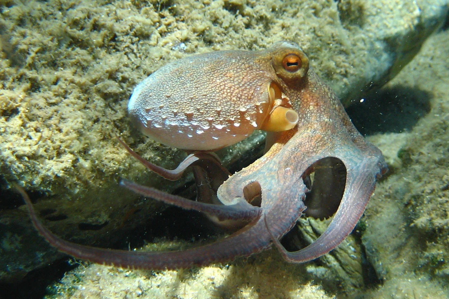 Bạch tuộc Octopus vulgaris trong môi trường biển ở Crete, Hy Lạp.