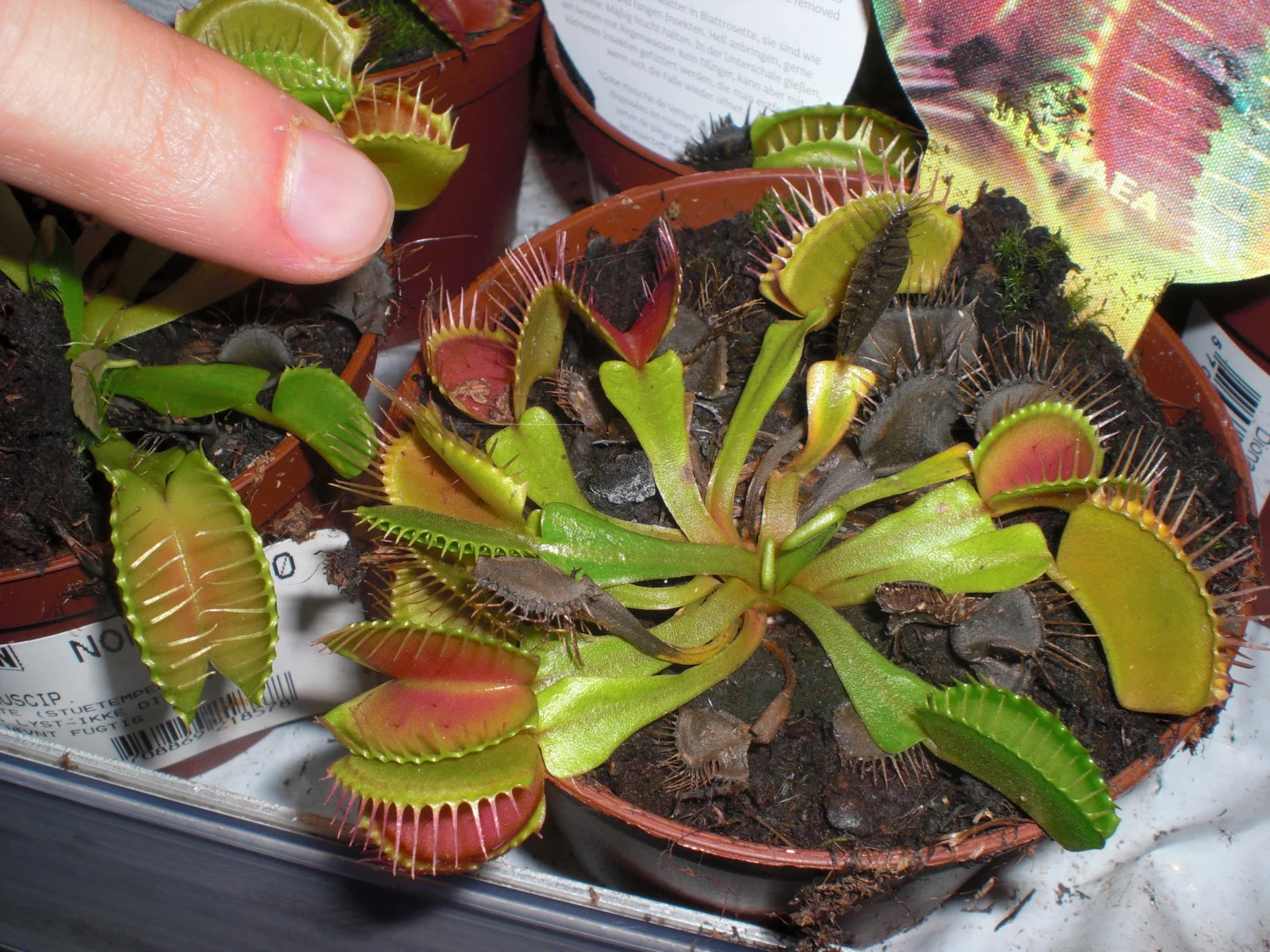 Cây bắt ruồi Dionaea muscipula trồng trong chậu; một ngón tay được giữ gần một chiếc bẫy lá đang mở.