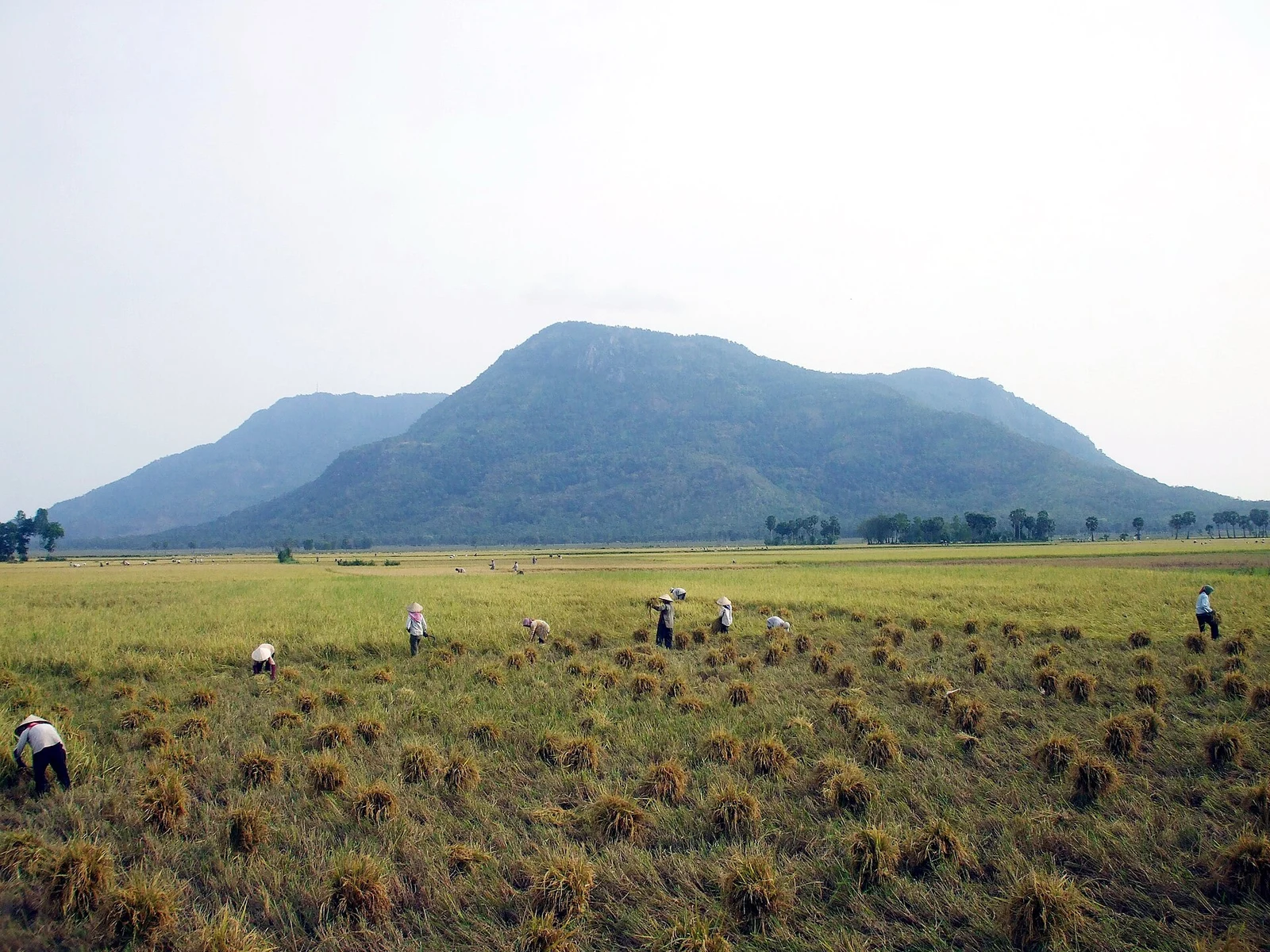 Cảnh quan núi Cấm trong vùng Thất Sơn, An Giang.