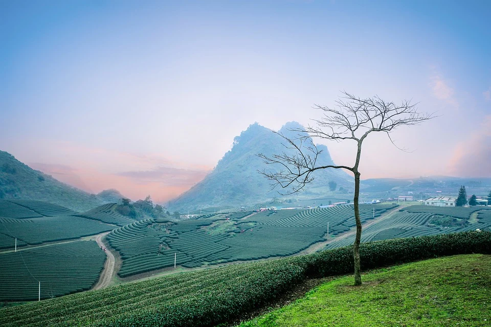 Đồi chè vùng Mộc Châu, Sơn La.