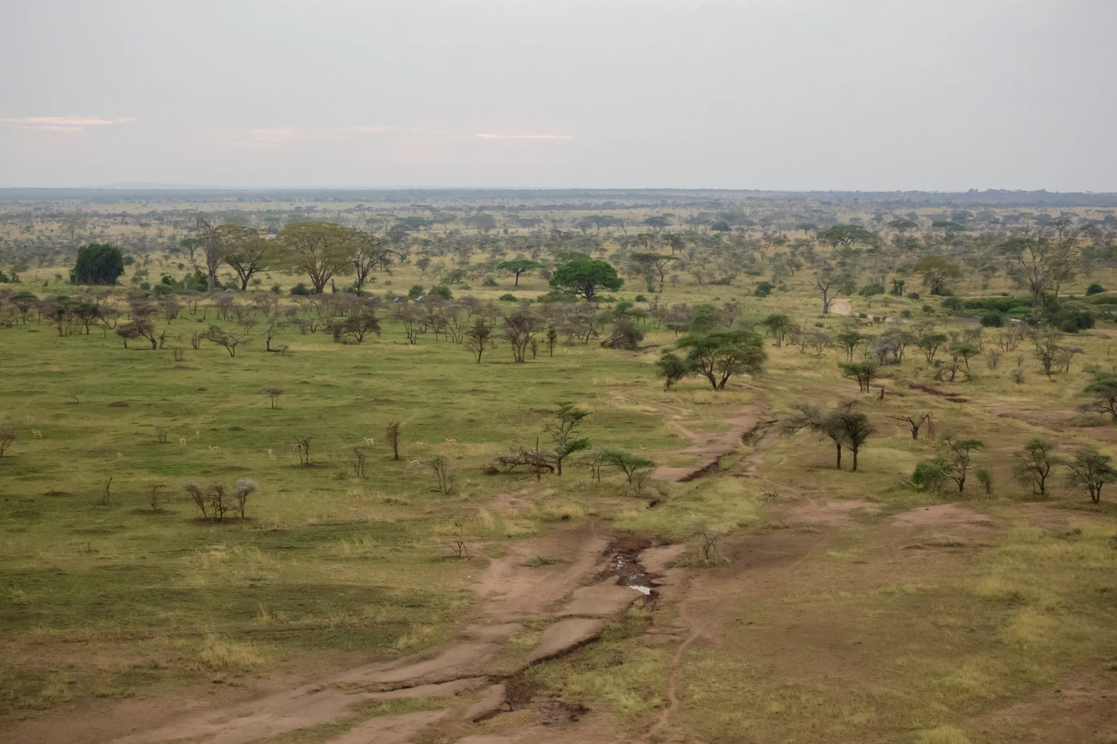 Cảnh quan Serengeti, Tanzania.